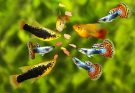 Verschiedene Zierfische wie Guppys, Platys und Mollys beim Fressen von Flockenfutter - Fütterung im Aquarium