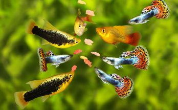 Verschiedene Zierfische wie Guppys, Platys und Mollys beim Fressen von Flockenfutter - Fütterung im Aquarium
