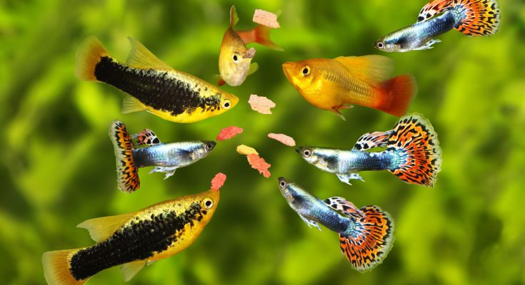 Verschiedene Zierfische wie Guppys, Platys und Mollys beim Fressen von Flockenfutter - Fütterung im Aquarium