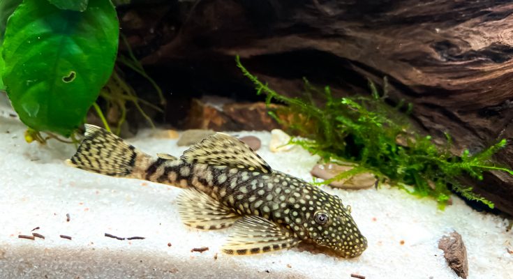 Antennenwels auf hellem Sandboden neben Anubia und Moos