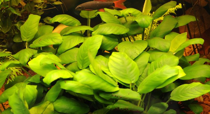 Anubias barteri im Aquarium – robuste Aquarienpflanze für Anfänger