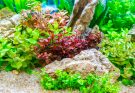Verschiedene Aquarienpflanzen in einem bepflanzten Süßwasseraquarium mit dekorativen Steinen