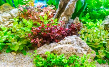 Verschiedene Aquarienpflanzen in einem bepflanzten Süßwasseraquarium mit dekorativen Steinen