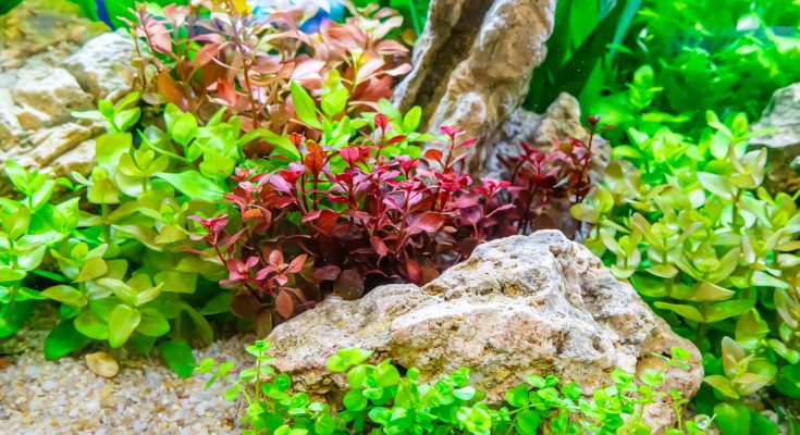 Verschiedene Aquarienpflanzen in einem bepflanzten Süßwasseraquarium mit dekorativen Steinen