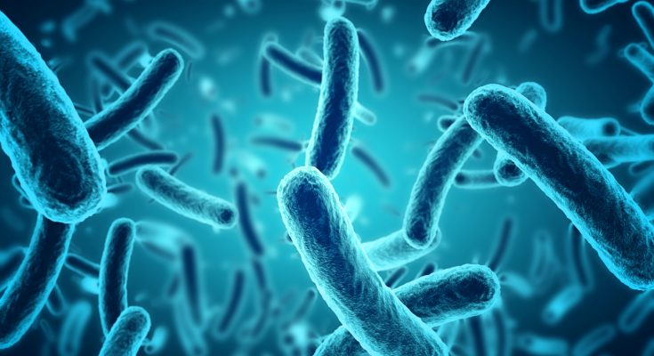Bakterien unter dem Mikroskop – Nahaufnahme zur Illustration biologischer Prozesse im Aquarium