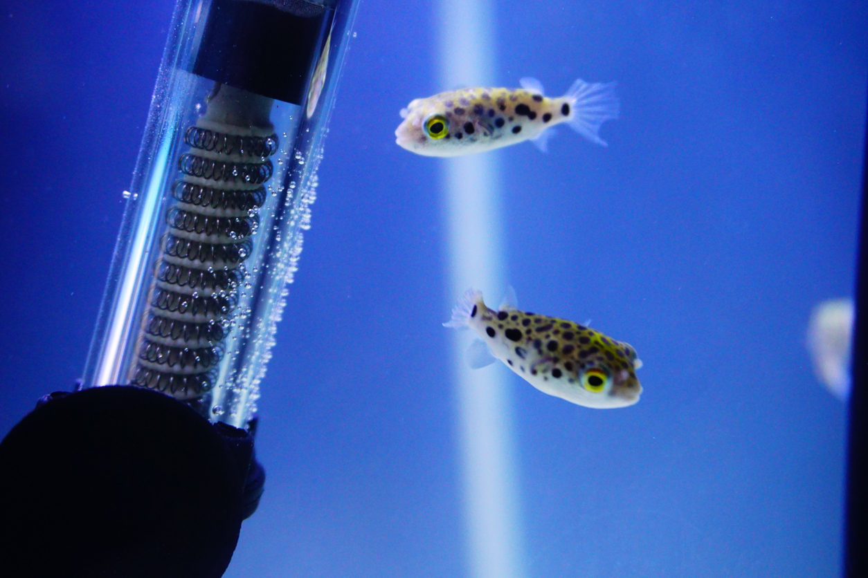 Aquariumheizer mit zwei Kugelfischen in Nahaufnahme