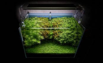 Aquarium mit starker LED-Beleuchtung und dicht bepflanztem Aquascape