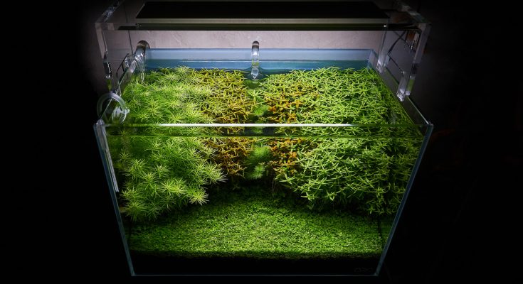 Aquarium mit starker LED-Beleuchtung und dicht bepflanztem Aquascape