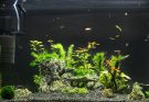 Blick auf ein bepflanztes Aquarium mit Innenfilter, Heizer und verschiedenen Zierfischen