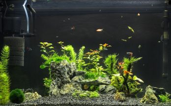 Blick auf ein bepflanztes Aquarium mit Innenfilter, Heizer und verschiedenen Zierfischen