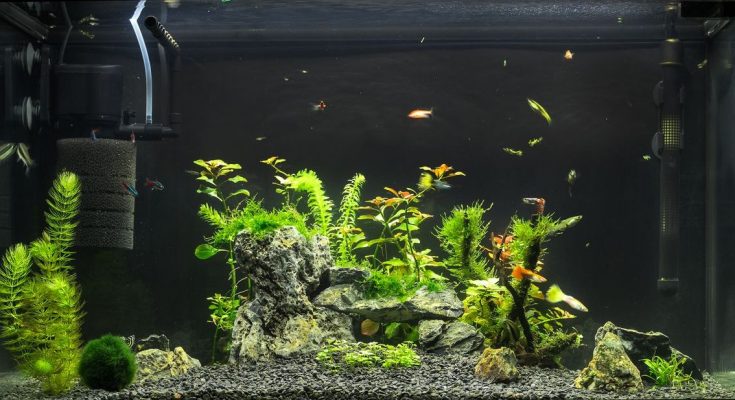 Blick auf ein bepflanztes Aquarium mit Innenfilter, Heizer und verschiedenen Zierfischen
