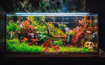 Prächtig bepflanztes Naturaquarium mit Wurzeln, roten und grünen Pflanzen sowie Diskusfischen und CO₂-Anlagen.