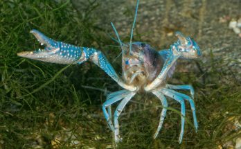 Cherax Blue Moon Krebs auf Pflanzenboden im Aquarium