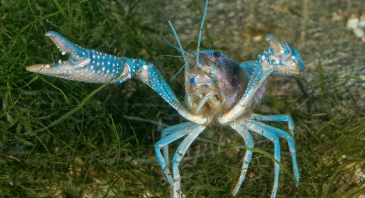 Cherax Blue Moon Krebs auf Pflanzenboden im Aquarium