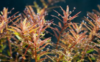 CO₂-Perlen auf Aquarienpflanzen als Zeichen aktiver Photosynthese durch einen CO₂-Diffusor