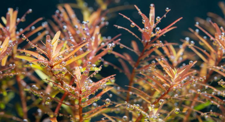 CO₂-Perlen auf Aquarienpflanzen als Zeichen aktiver Photosynthese durch einen CO₂-Diffusor