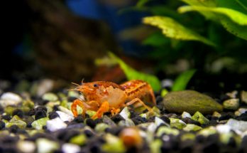 Cambarellus patzcuarensis "Orange" (CPO) Zwergkrebs auf Kies im Aquarium