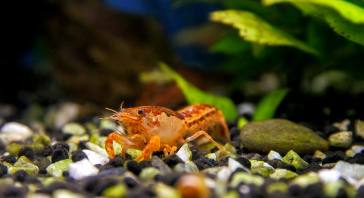 Cambarellus patzcuarensis "Orange" (CPO) Zwergkrebs auf Kies im Aquarium