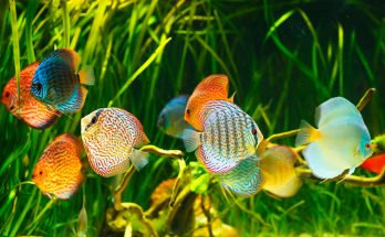 Eine Gruppe farbenprächtiger Diskusbuntbarsche schwimmt in einem bepflanzten Aquarium.