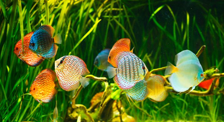 Eine Gruppe farbenprächtiger Diskusbuntbarsche schwimmt in einem bepflanzten Aquarium.