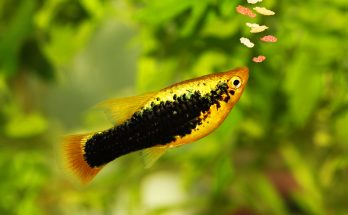 Goldener Platy frisst Flockenfutter im Süßwasseraquarium - Fütterung