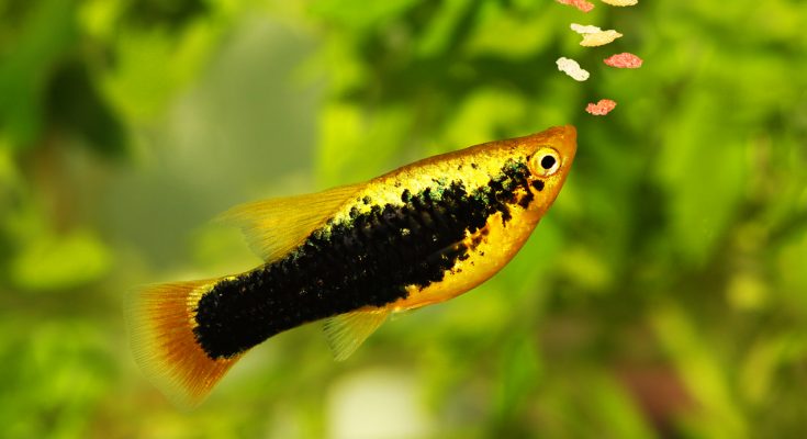 Goldener Platy frisst Flockenfutter im Süßwasseraquarium - Fütterung