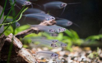 Eine Gruppe transparenter Glasfische (Parambassis ranga) schwimmt elegant im bepflanzten Aquarium
