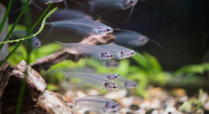 Eine Gruppe transparenter Glasfische (Parambassis ranga) schwimmt elegant im bepflanzten Aquarium