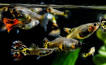 Mehrere bunte Guppys schwimmen an der Wasseroberfläche eines Aquariums