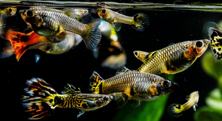 Mehrere bunte Guppys schwimmen an der Wasseroberfläche eines Aquariums