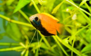 Honiggurami schwimmt zwischen grünen Wasserpflanzen in einem Süßwasseraquarium