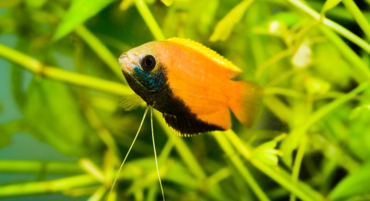 Honiggurami schwimmt zwischen grünen Wasserpflanzen in einem Süßwasseraquarium