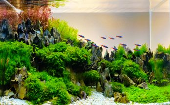 Aquascape mit Neonsalmlern, Moosen, Drachensteinen und dicht bepflanztem Layout in einem Süßwasseraquarium