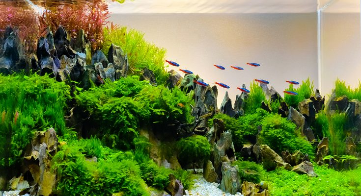Aquascape mit Neonsalmlern, Moosen, Drachensteinen und dicht bepflanztem Layout in einem Süßwasseraquarium