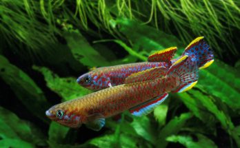 Zwei farbenprächtige Killifische im bepflanzten Aquarium