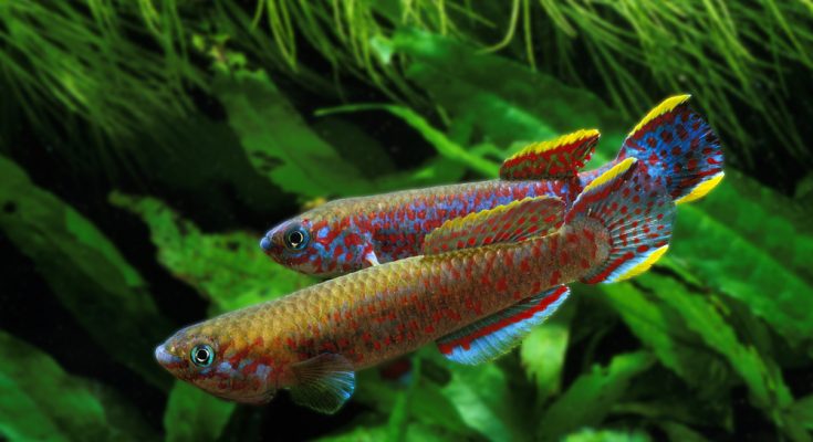 Zwei farbenprächtige Killifische im bepflanzten Aquarium