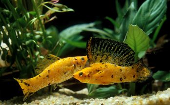 Zwei goldfarbene Mollys mit auffälliger Schwertflosse schwimmen über dem Kiesboden eines bepflanzten Aquariums
