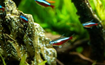 Neonsalmler mit blau-rotem Körper schwimmen in einem bepflanzten Aquarium