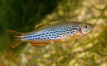 Perlhuhnbärbling (Danio margaritatus) mit intensiver Färbung im Aquarium