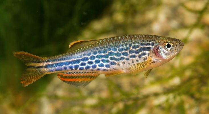 Perlhuhnbärbling (Danio margaritatus) mit intensiver Färbung im Aquarium