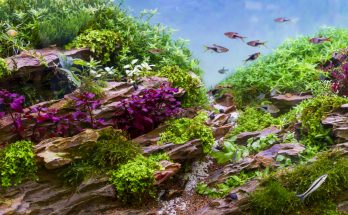 Stark bepflanztes Aquascape mit bunten Pflanzen, Wurzeln und Bodendeckern im Naturaquarium-Stil