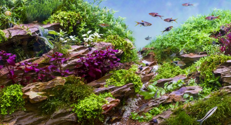 Stark bepflanztes Aquascape mit bunten Pflanzen, Wurzeln und Bodendeckern im Naturaquarium-Stil