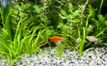 Zwei Platys schwimmen in einem bepflanzten Süßwasseraquarium