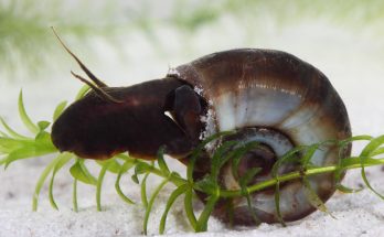 Posthornschnecke mit braunem Gehäuse auf Sandboden im Süßwasseraquarium