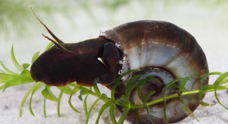 Posthornschnecke mit braunem Gehäuse auf Sandboden im Süßwasseraquarium