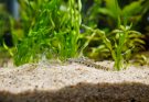 Schmerle auf sandigem Bodengrund in bepflanztem Süßwasseraquarium