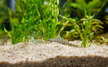 Schmerle auf sandigem Bodengrund in bepflanztem Süßwasseraquarium