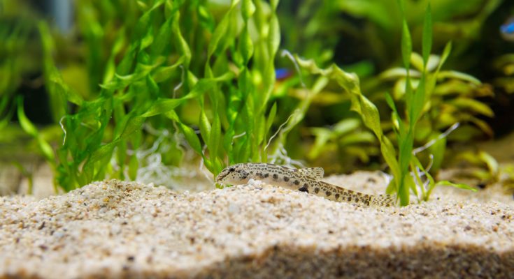 Schmerle auf sandigem Bodengrund in bepflanztem Süßwasseraquarium
