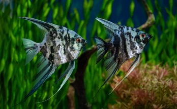 Zwei prachtvolle Segelflosser (Pterophyllum scalare) im Aquarium mit dichter Bepflanzung