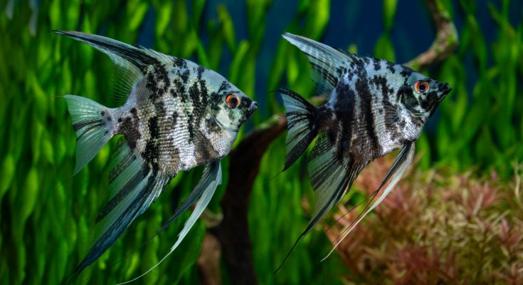 Zwei prachtvolle Segelflosser (Pterophyllum scalare) im Aquarium mit dichter Bepflanzung